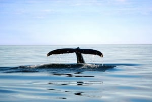 Fra Quebec City: Heldagsutflukt med hvalsafari