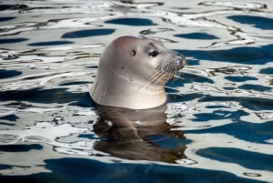 Fra Quebec City: Heldagsutflukt med hvalsafari