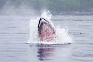 Fra Quebec City: Heldagsutflukt med hvalsafari