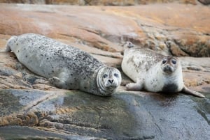 Fra Quebec City: Heldagsutflukt med hvalsafari