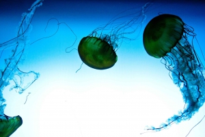 Quebec: Aquarium du Quebec entrébillet