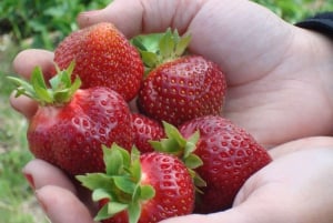 ケベックシティ - オルレアン島の E-Tandem レンタル