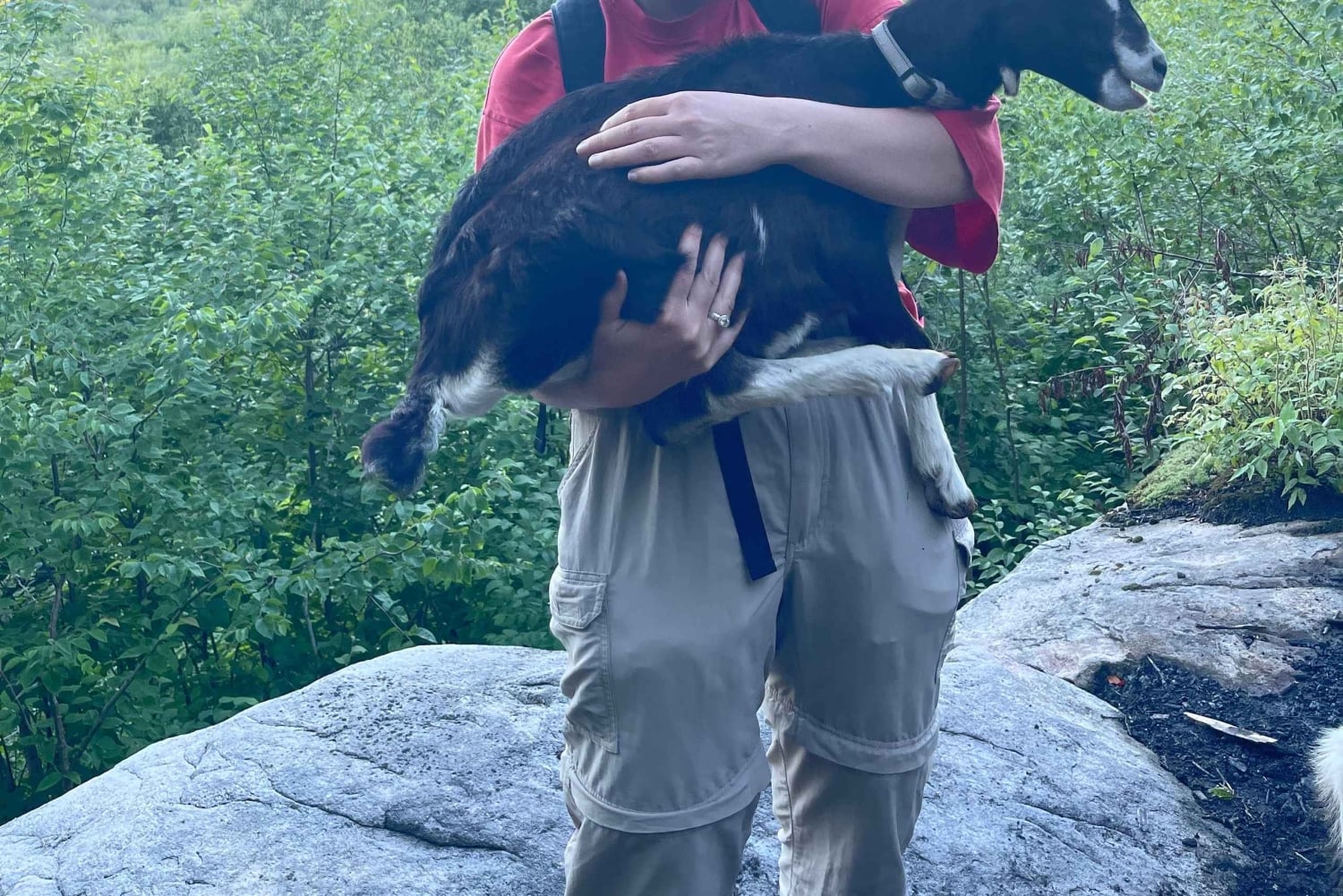 Quebec City: Guidet vandretur med geder og besøg ved en bæverdæmning med picnic