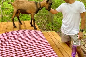 Quebec City: Guidet vandretur med geder og besøg ved en bæverdæmning med picnic