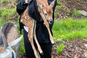 Quebec City: Guidet vandretur med geder og besøg ved en bæverdæmning med picnic