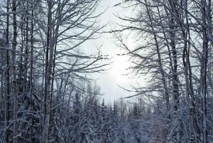 Quebec City: Guided Snowmobile Tour