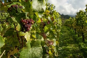 Quebec City: Orleansin saaren viinikierros