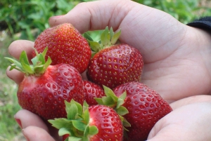 Quebec City - Geführte Tour mit dem Scooter auf der Ile d'Orléans