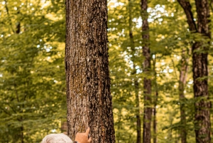 Québec (Lévis): selvguidet besøk i sukkerhytte + måltid + lønnesirup