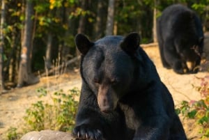15 min. Tadoussac : Osservazione dell'orso nero con una guida esperta