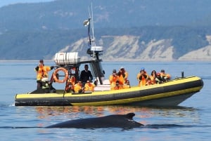 Tadoussac/Charlevoix: Whale Watching Zodiac Tour