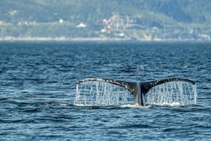 Tadoussac/Charlevoix: Whale Watching Zodiac Tour
