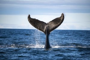 Tadoussac/Charlevoix: 3-Hour Whale Watching Boat Tour