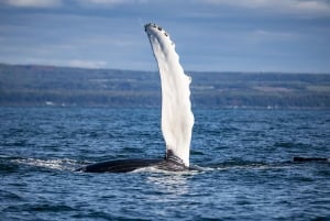 Tadoussac/Charlevoix: 3-Hour Whale Watching Boat Tour