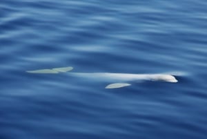 Tadoussac/Charlevoix: 3-Hour Whale Watching Boat Tour