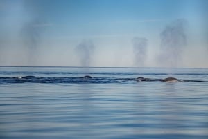 Tadoussac/Charlevoix: 3-Hour Whale Watching Boat Tour