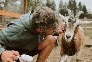 VIP-landbruksturisme på Île d'Orléans og Montmorency Fall