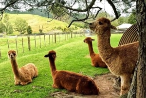 Tour particular de 5 dias pela Ilha Sul da Nova Zelândia saindo de Queenstown