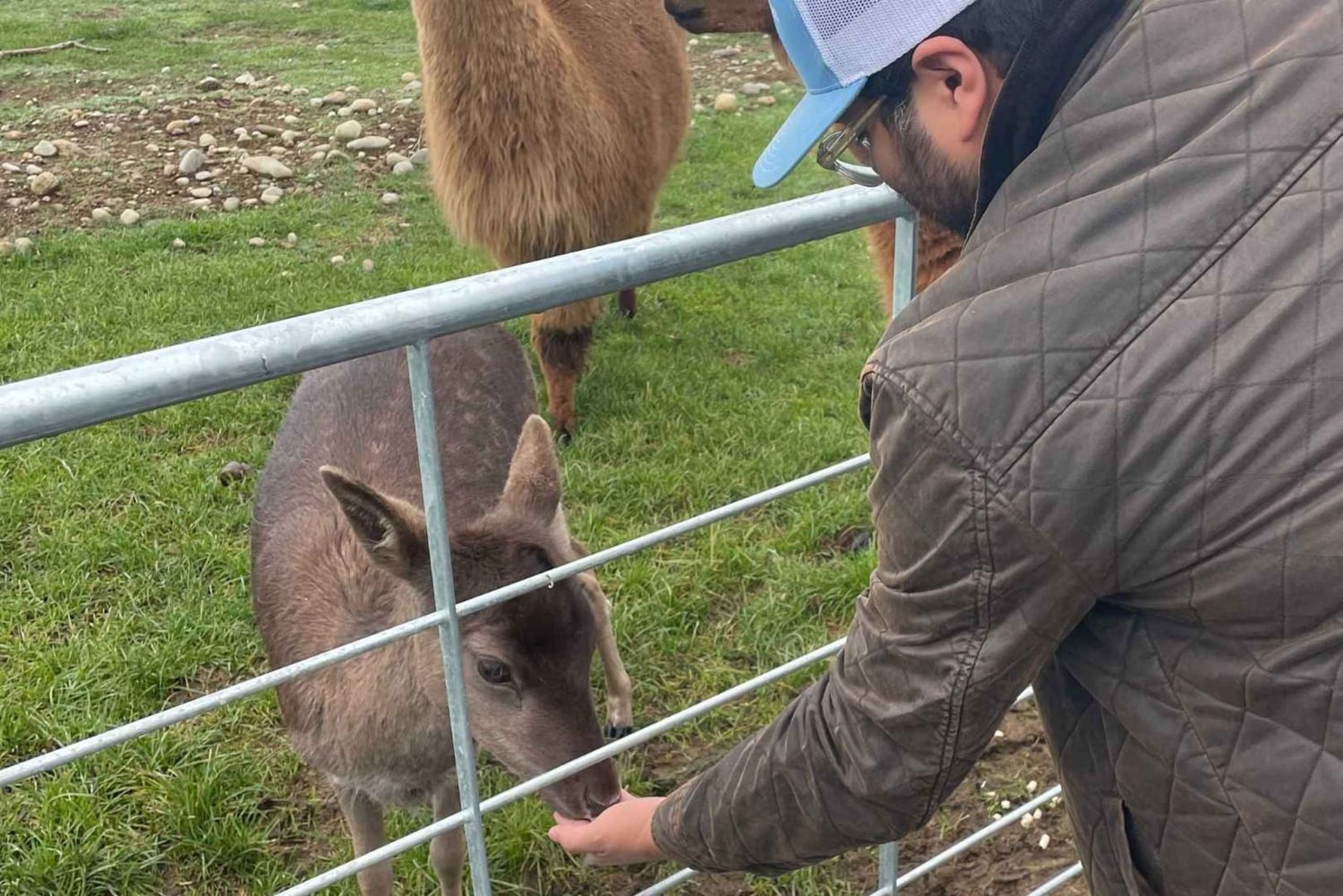 Desde Queenstown: autobús, tour por una granja y crucero por Milford
