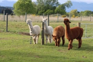 From Queenstown: Coach, Farm Tour & Milford Nature Cruise