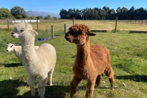 Desde Queenstown: autobús, tour por una granja y crucero por Milford