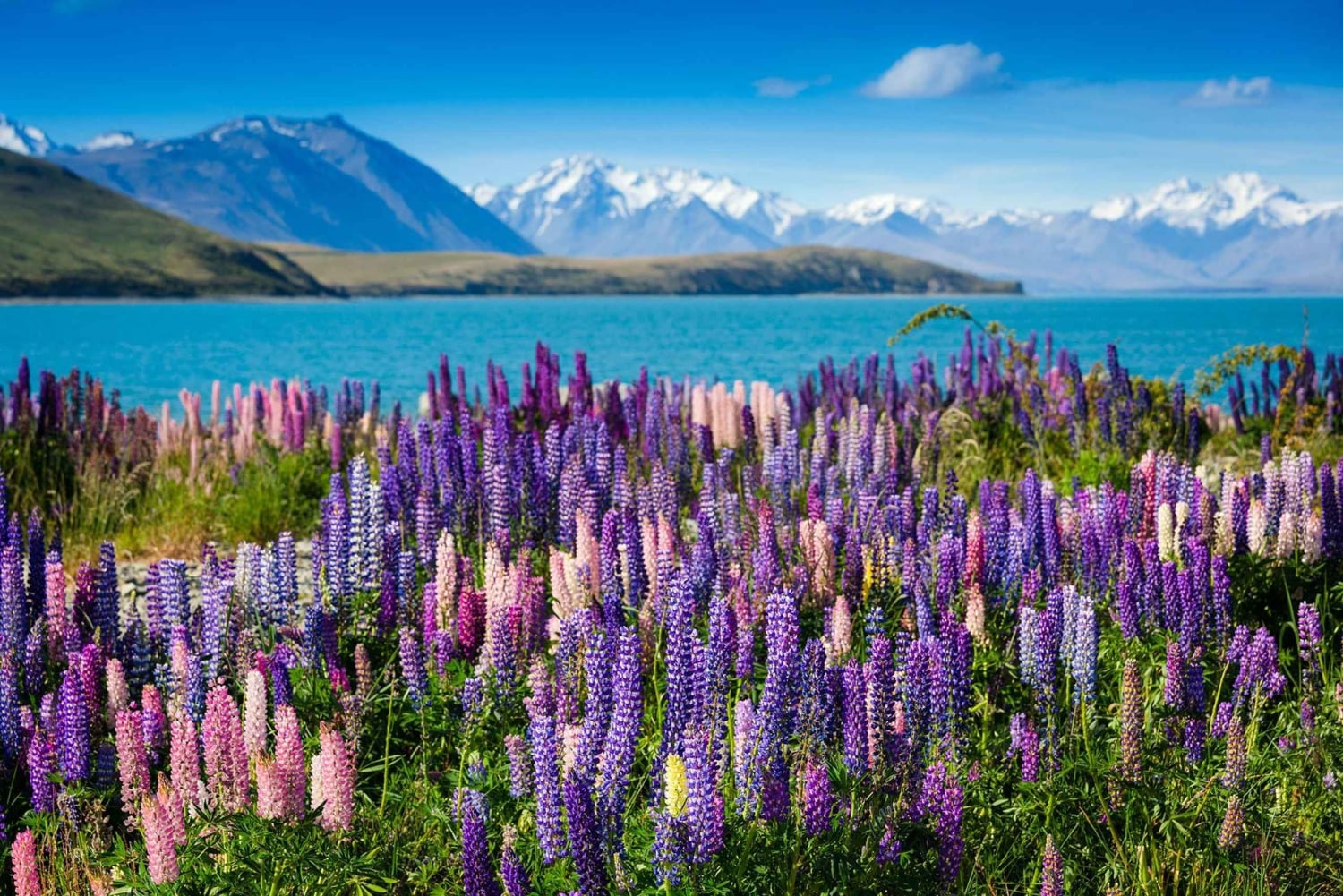 Fra Queenstown: Guidet halvdagstur til Mount Cook