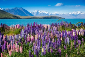 Fra Queenstown: Guidet halvdagstur til Mount Cook