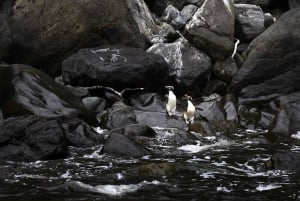 Au départ de Queenstown : Milford Sound en classe affaires avec croisière