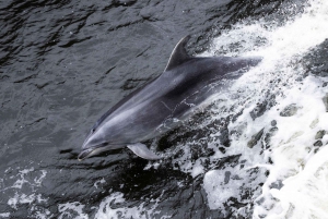 Z Queenstown: Milford Sound w klasie biznesowej z rejsem