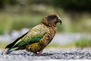 Z Queenstown: Milford Sound w klasie biznesowej z rejsem