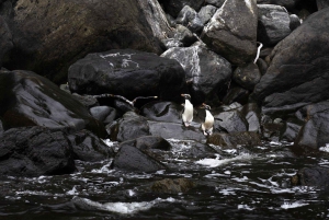 Z Queenstown: Milford Sound w klasie biznesowej z rejsem