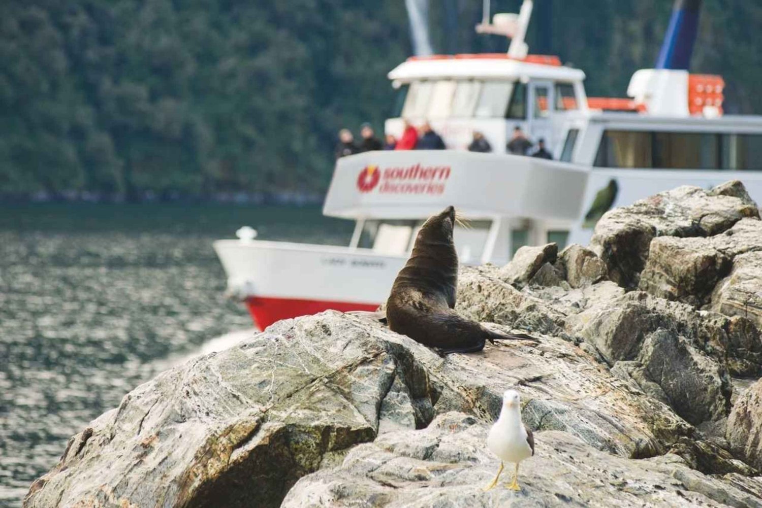 From Queenstown: Milford Sound Discover More Longest Cruise