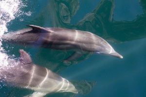 From Queenstown: Milford Sound Discover More Longest Cruise