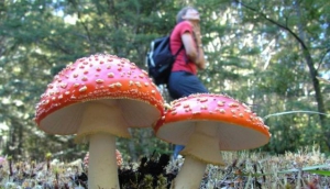 Guided Walks New Zealand