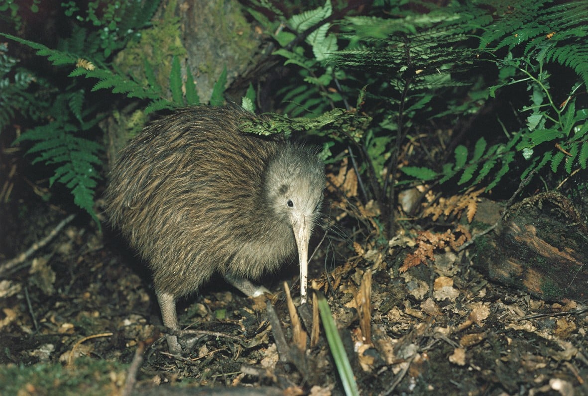 Kiwi Park in Queenstown