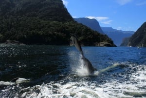 Milford Sound: Boutique-kryssning med liten båt