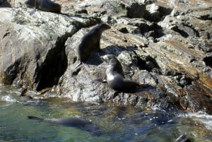 Milford Sound: Boutique-kryssning med liten båt