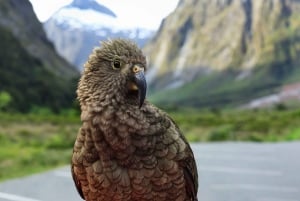 Milford Sound: Boutique-kryssning med liten båt