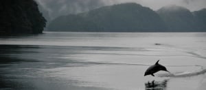 Milford Sound Lunch Cruise