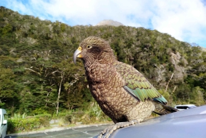 Milford Sound, Mount Cook i nie tylko: 4-dniowa wycieczka z Auckland