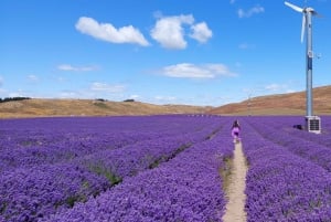 Milford Sound, Mont Cook et plus : visite d'une journée depuis Queenstown