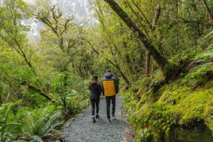 Milford Sound: Premium Small Group Tour from Queenstown