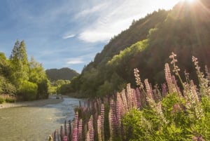 Queenstown : Visite guidée à vélo de l'Ale Trail avec navette