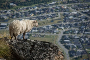 Queenstown y alrededores: Tour de Fotografía Privado de Día Completo