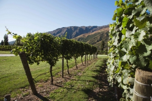 Queenstown: Arrowtown and Gibbston Half-Day Scenic Tour