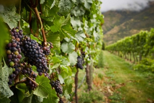 Queenstown Exclusive Helicopter & Private Wine Tour