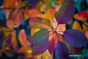 Queenstown: Tour fotografico privato di mezza giornata