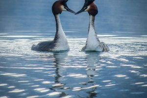 Queenstown: Tour fotografico privato di mezza giornata