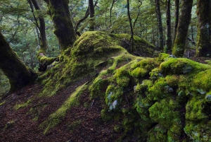 Queenstown: Tour fotografico privato di mezza giornata