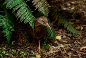 Inngangsbillett til Kiwi Park